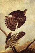 John James Audubon Stanley Hawk oil on canvas
